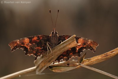 Comma butterfly (Polygonia c-album)