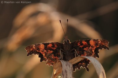 Comma butterfly (Polygonia c-album)