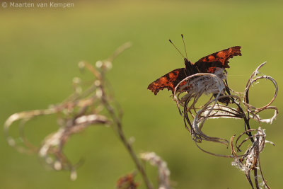 Comma butterfly (Polygonia c-album)