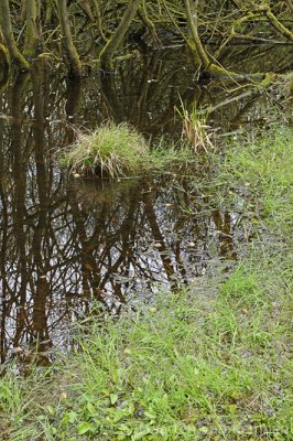 Brook forest