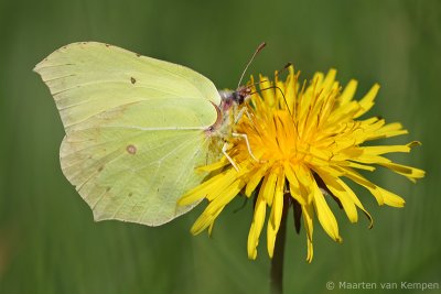 Brimstone (Gonepteryx rhamni)