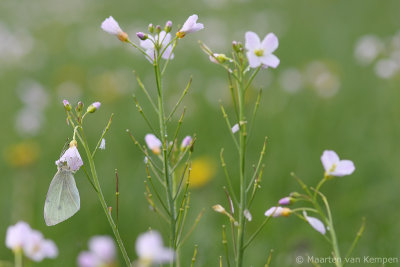 Small white (Pieris rapae)