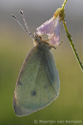 Small white (Pieris rapae)