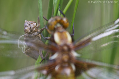Broad bodied chaser (Libellula depressa)