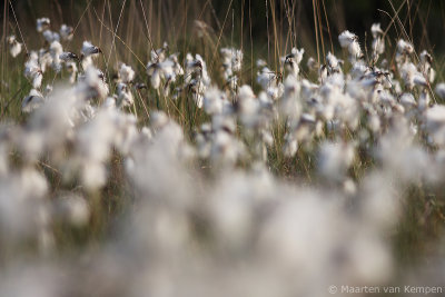 Common cottongrass (Eriophorum angustifolium