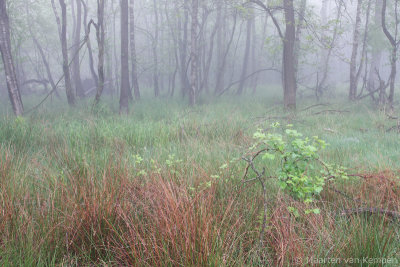 Fog