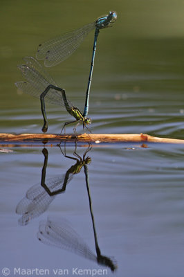 Common blue damselfly (Enallagma cyatigerum)