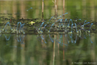 Green frog spec. (Rana spec.)