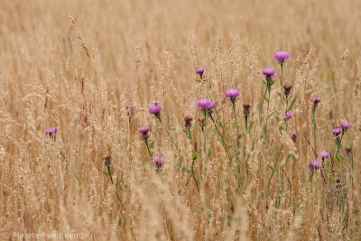 Creeping thistle (Cirsium arvense)