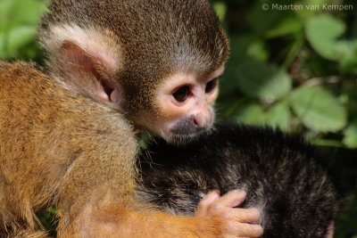 Squirrel monkey (Saimiri boliviensis)