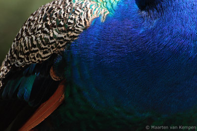 Indian peacock (Pavo cristatus) 