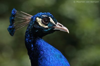 Indian peacock (Pavo cristatus) 