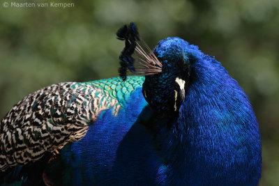 Indian peacock (Pavo cristatus) 