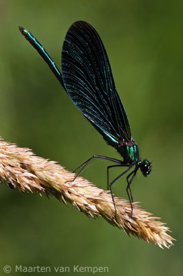 Beautiful demoiselle (Calopteryx virgo)