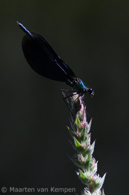 Beautiful demoiselle (Calopteryx virgo)