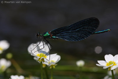 Beautiful demoiselle (Calopteryx virgo)