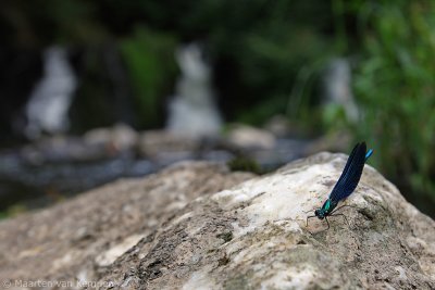 Beautiful demoiselle (Calopteryx virgo)