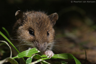 Wood mouse (Apodemus sylvaticus)