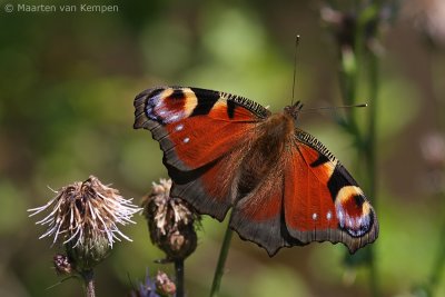 Peacock butterfly  (Inachis io)