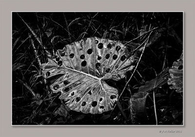 _JMH1705-1_HDR-17 copie.jpg