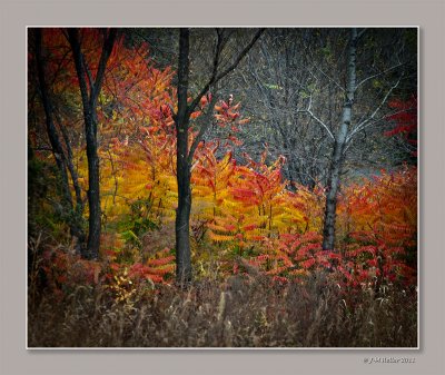 Autumn in JingYueTan