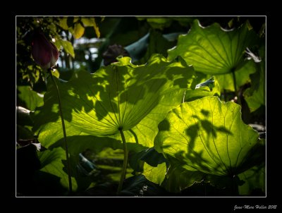 _JMH2900-24-1.jpg