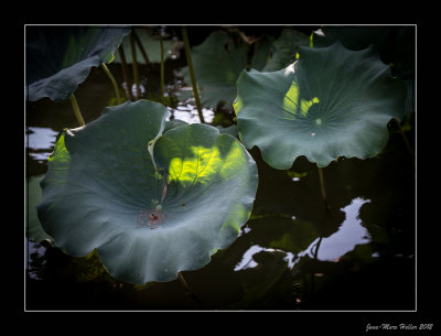 _JMH2918-10-11.jpg