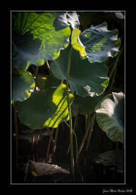_JMH2919-11-12.jpg