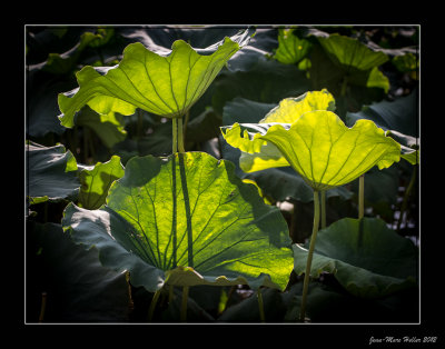 _JMH2922-12-13.jpg