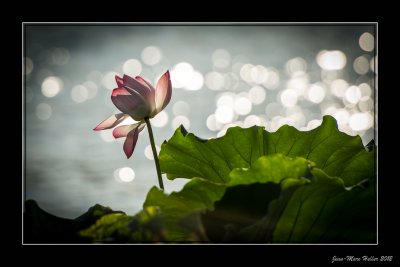 West Lake Lotus