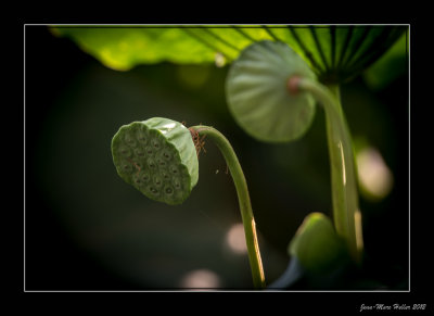 _JMH2930-17-18.jpg