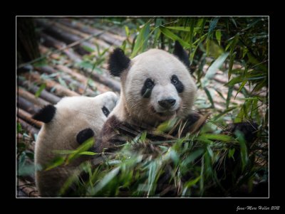 Panda in Sichuan