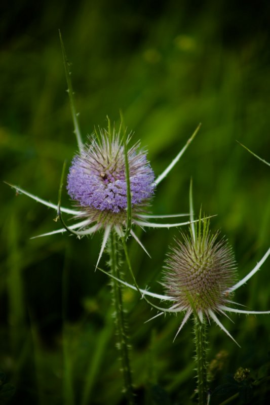 Oostvaarderplassen_2898
