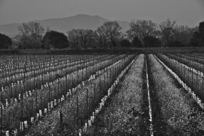Vineyard in winter.jpg
