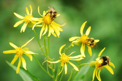 Bumblebees on arrowleaf ragwort