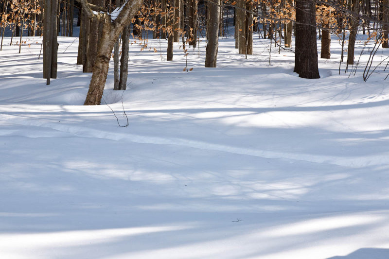 _MG_4347.JPG