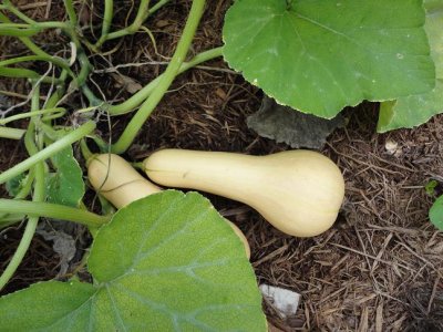 butternut.JPG