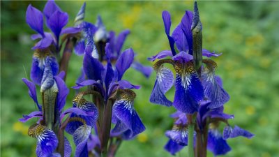 Iris in a garden