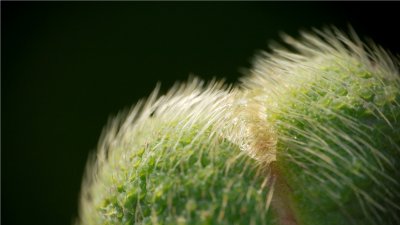 The bud of a poppy