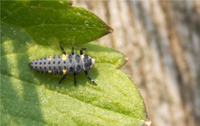 Marienkferlarve (larva of a lady beetle)