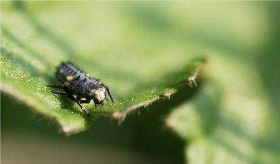 Marienkferlave (larva of a lady beetle)