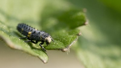 Marienkferlarve (larva of a lady beetle)