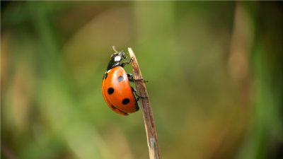 Marienkfer (lady beetle)