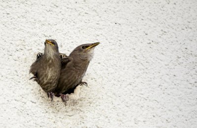 Wo bleiben Mama und Papa?