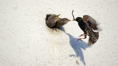 Es gibt etwas zu fressen!