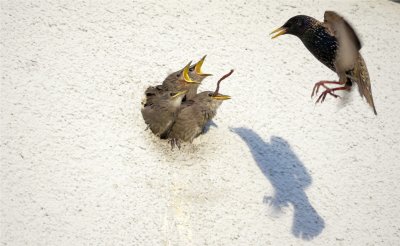 Erneuter Anflug!