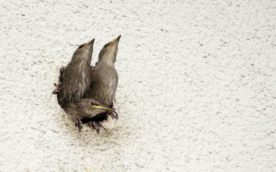 Die Jungen warten auf das Frühstück.