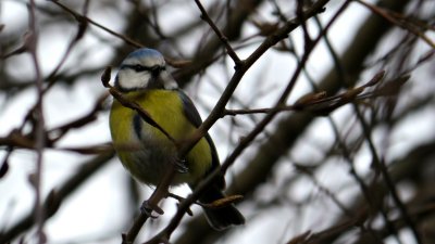 Blaumeise im Winter