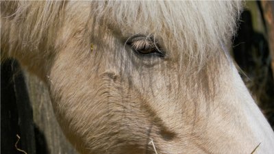 Island horse