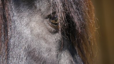 Island horse